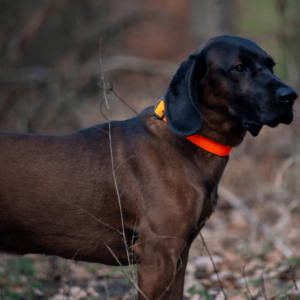 Collar Standard AVERY G