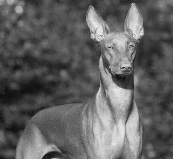 ley bienestar animal cazadores caza y defensa