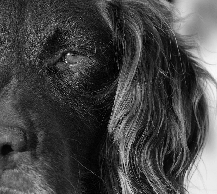 caza y defensa sobre nosotros 1