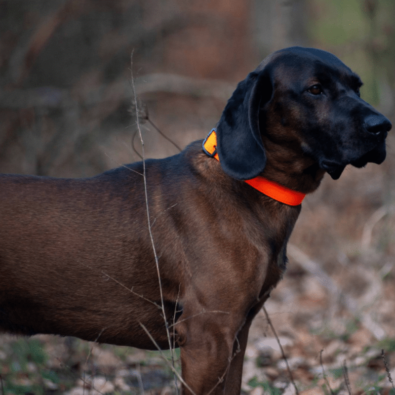 10collar standard avery g2 min 1.png