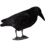 20cuervo cuerpo entero.png