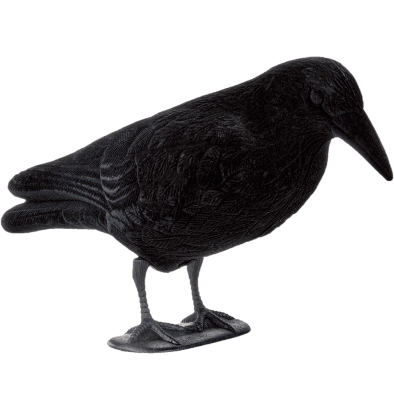 20cuervo cuerpo entero.png 20cuervo cuerpo entero.png