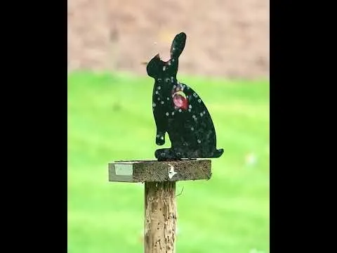 daystate red wolf grand prix hp negro