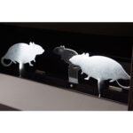 diana de péndulos 2 ratas