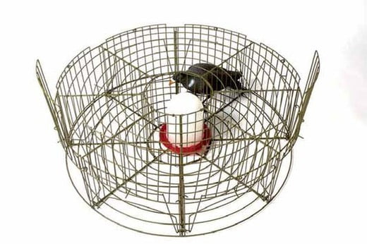 jaula de captura para palomas 520x520 1.jpeg jaula de captura para palomas 520x520 1.jpeg