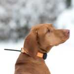 dog gps x30 tb