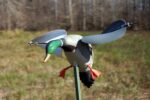 mojo wind duck.jpg