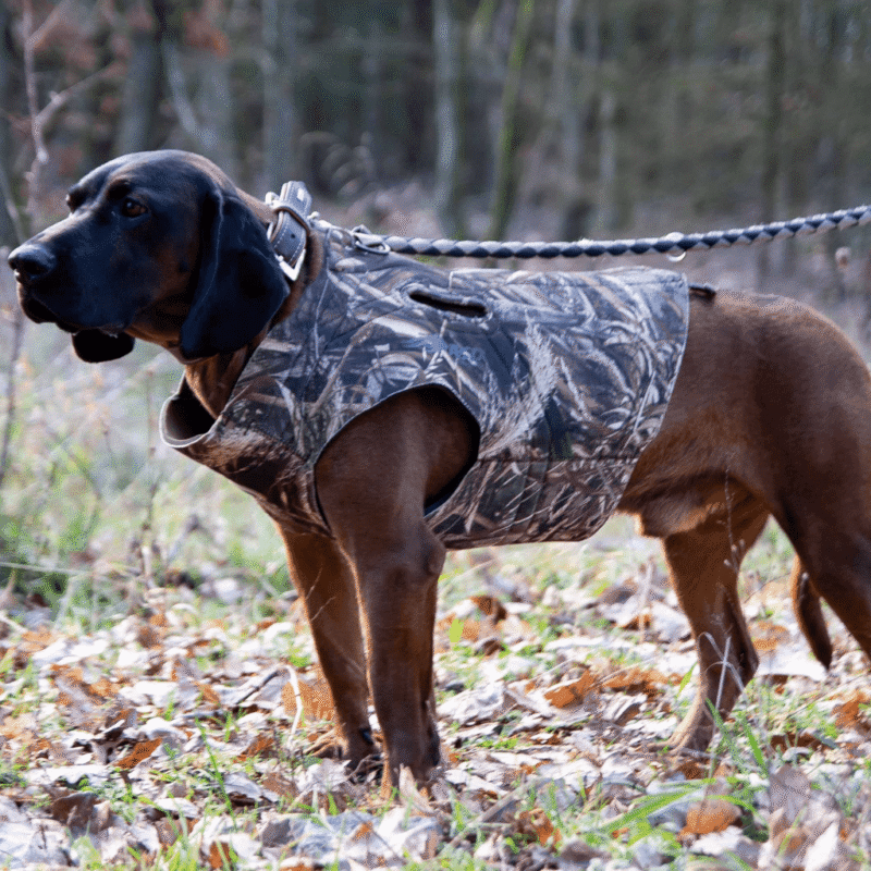 parkas perros min.png parkas perros min.png