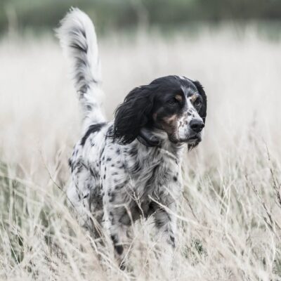 collar adiestramiento sportdog sporttrainer 1825x