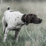 collar adiestramiento sportdog sporttrainer 825x