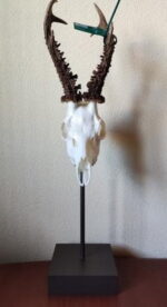 pedestal mesa cráneo corzo